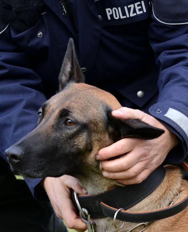 Wenn es zur Polizeihunde-Laufbahn nicht reicht