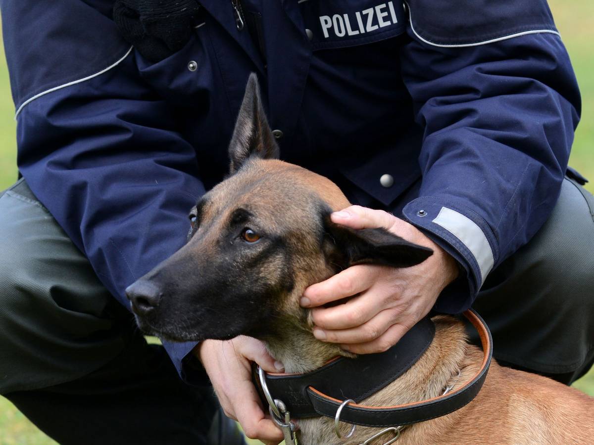Wenn es zur Polizeihunde-Laufbahn nicht reicht