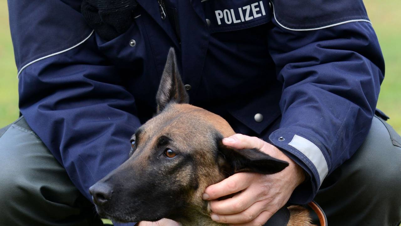 Wenn es zur Polizeihunde-Laufbahn nicht reicht