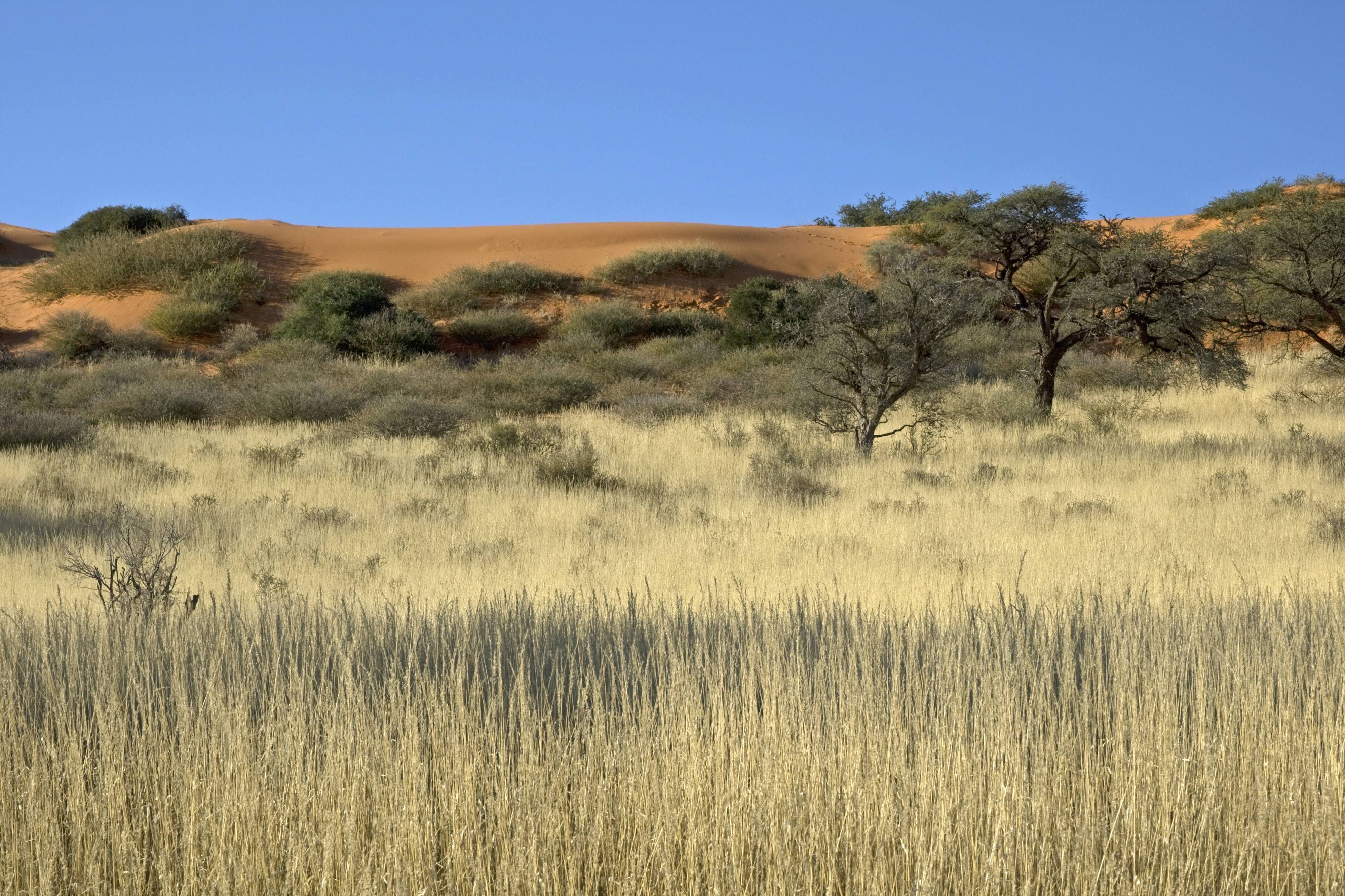 In der Kalahari-Wüste in Südafrika stehen vor einer roten Düne Kameldornbäume.