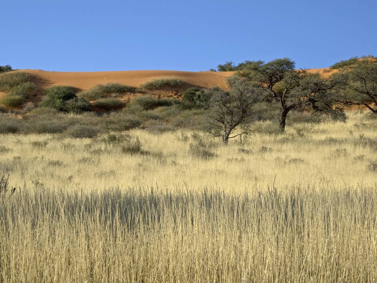 In der Kalahari-Wüste in Südafrika stehen vor einer roten Düne Kameldornbäume.