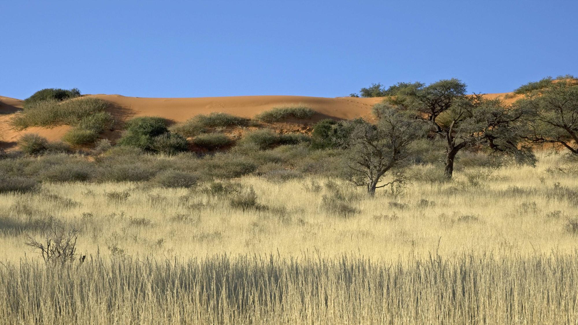 In der Kalahari-Wüste in Südafrika stehen vor einer roten Düne Kameldornbäume.