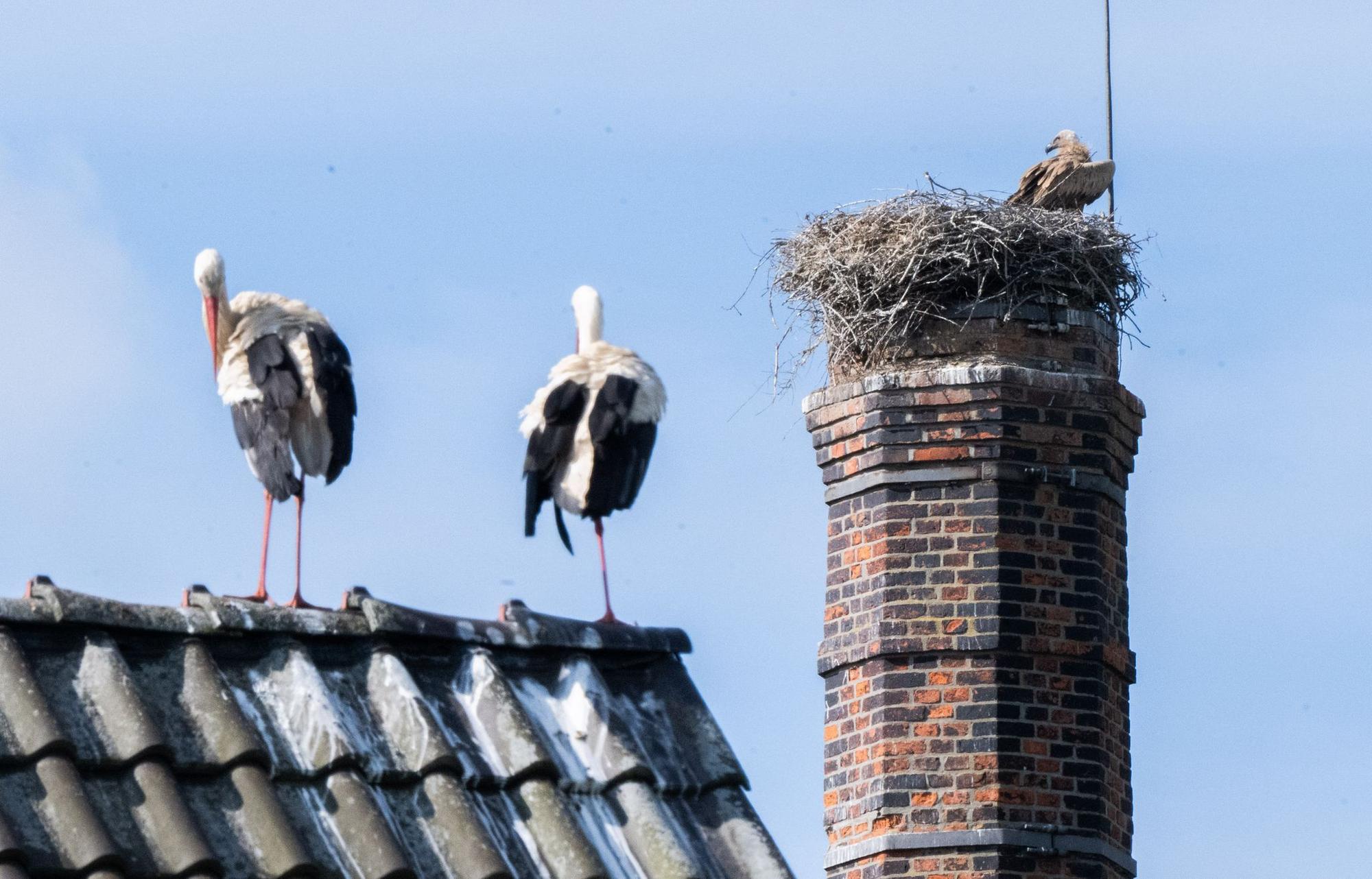 Gänsegeier in Algermissen tötet erneut Jungstörche