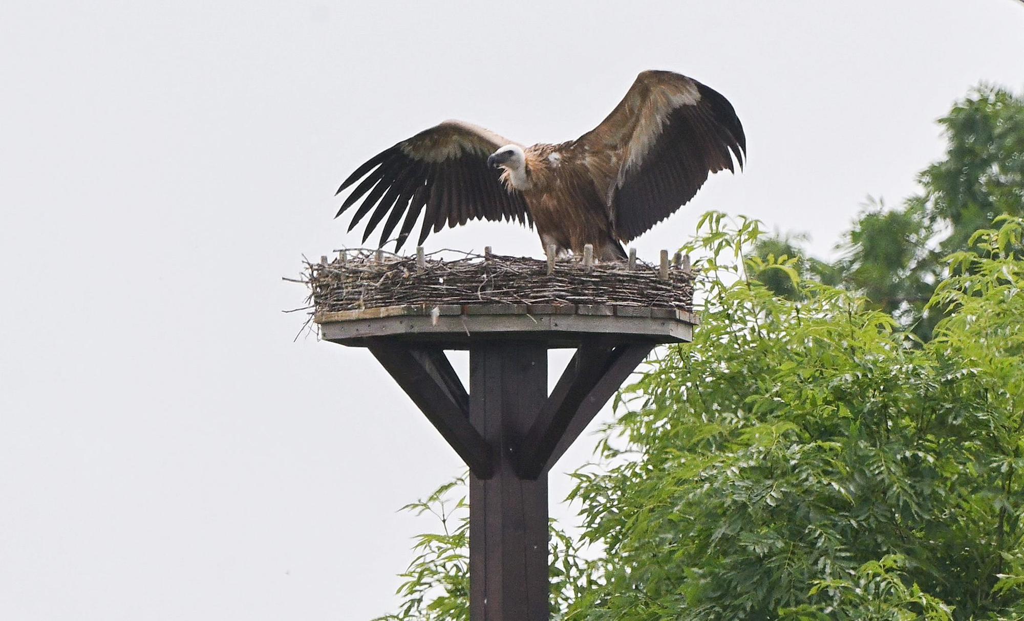 Drama im Storchennest - Gänsegeier frisst Nachwuchs