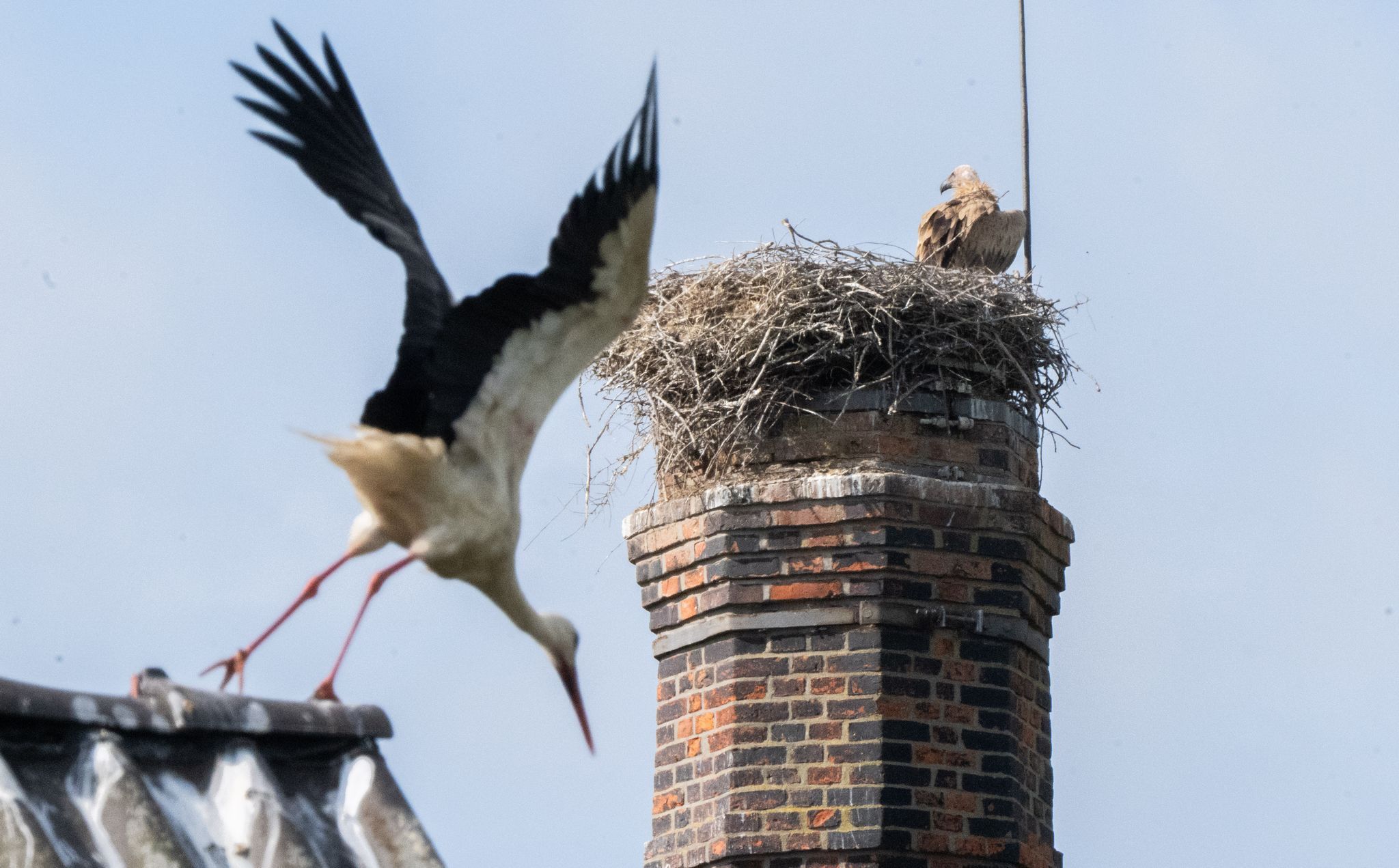 Gänsegeier in Algermissen tötet erneut Jungstörche