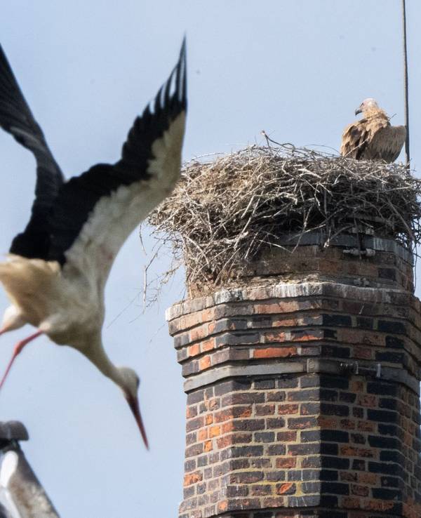 Gänsegeier in Algermissen tötet erneut Jungstörche