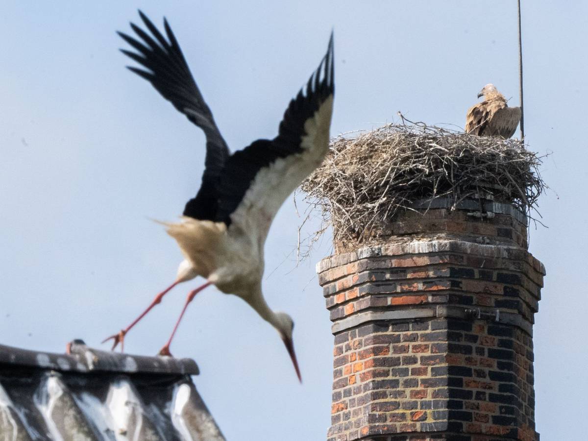 Gänsegeier in Algermissen tötet erneut Jungstörche