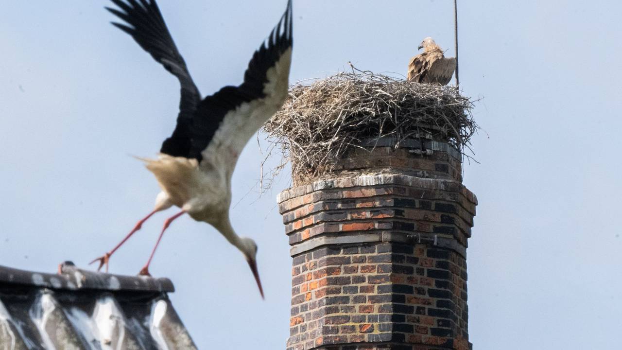 Gänsegeier in Algermissen tötet erneut Jungstörche