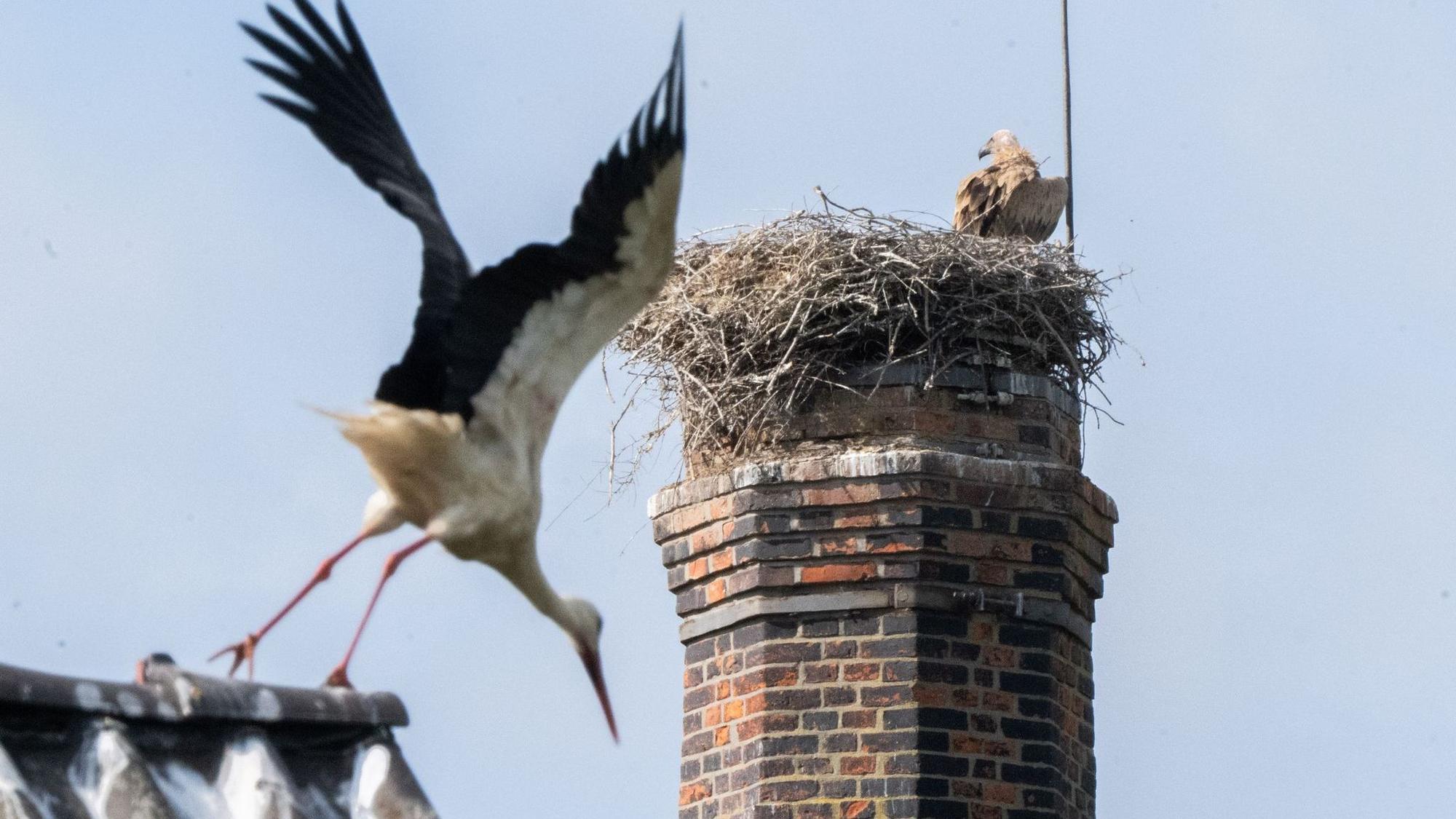 Gänsegeier in Algermissen tötet erneut Jungstörche
