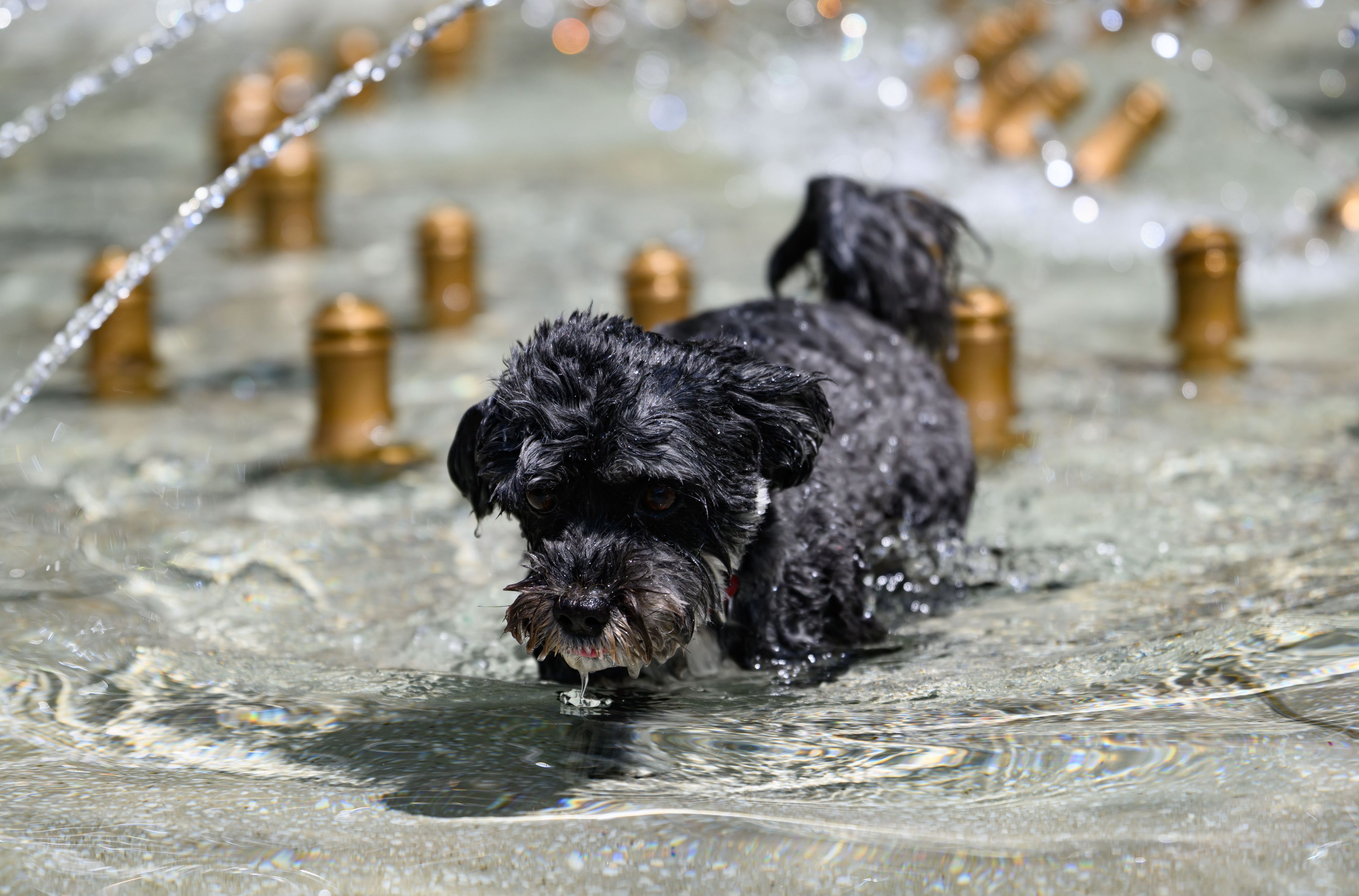 Bolonka Hündin Rosi rennt bei sommerlichen Temperaturen durch einen Brunnen.
