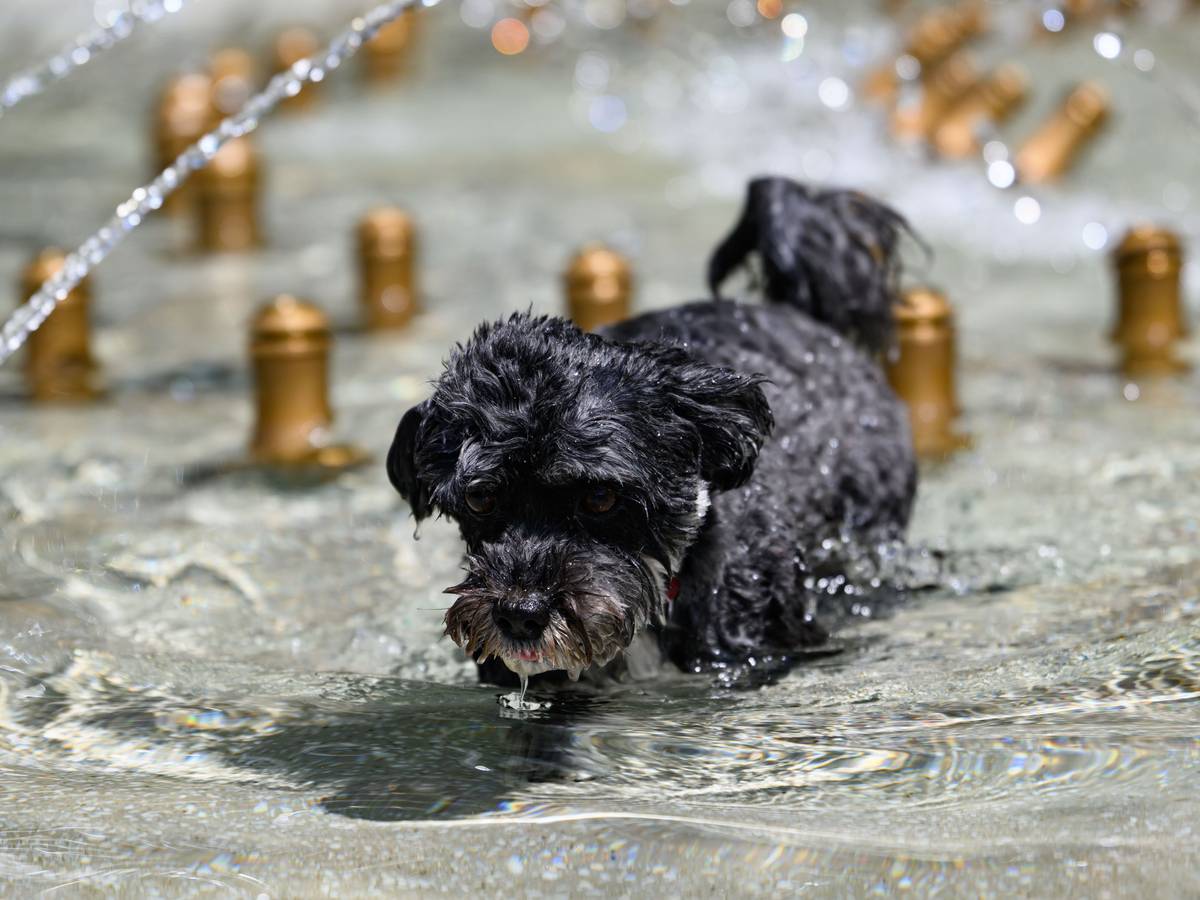 Bolonka Hündin Rosi rennt bei sommerlichen Temperaturen durch einen Brunnen.