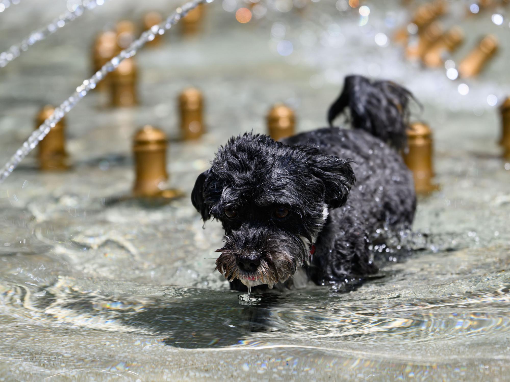 Bolonka Hündin Rosi rennt bei sommerlichen Temperaturen durch einen Brunnen.