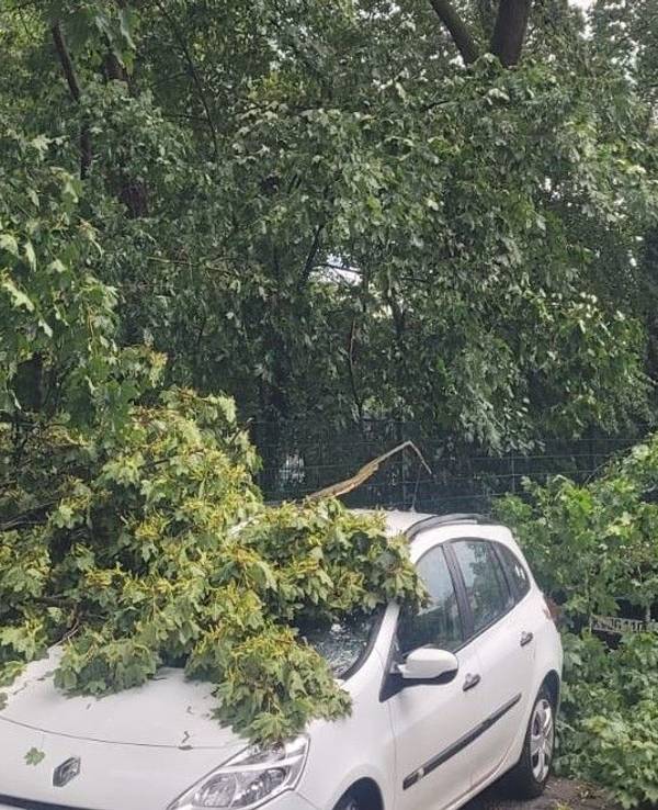 In der Rennbahnstraße in Köln-Weidenpesch krachten Teile eines Baumes auf parkende Autos.