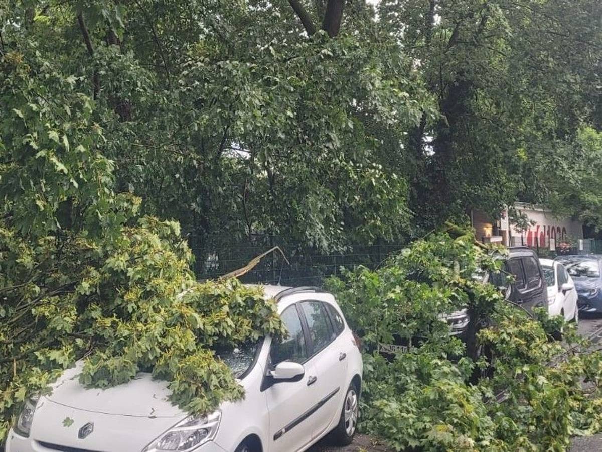 In der Rennbahnstraße in Köln-Weidenpesch krachten Teile eines Baumes auf parkende Autos.
