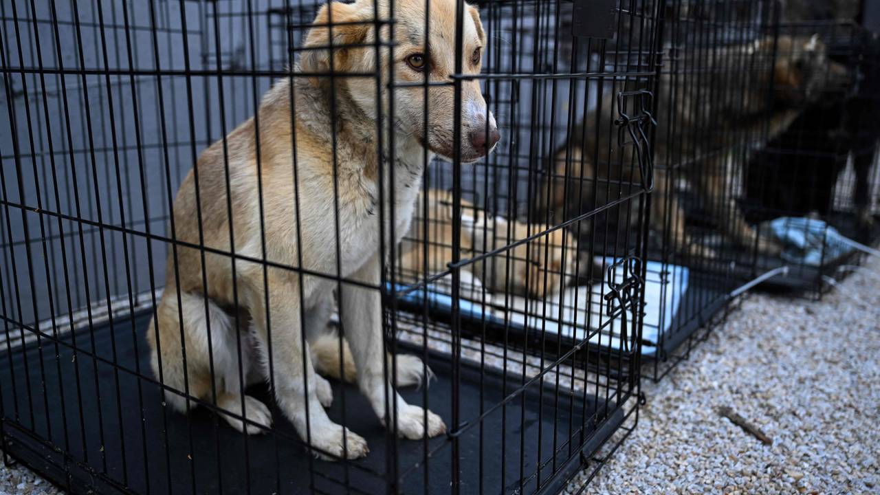Hunde sitzen im Käfig.