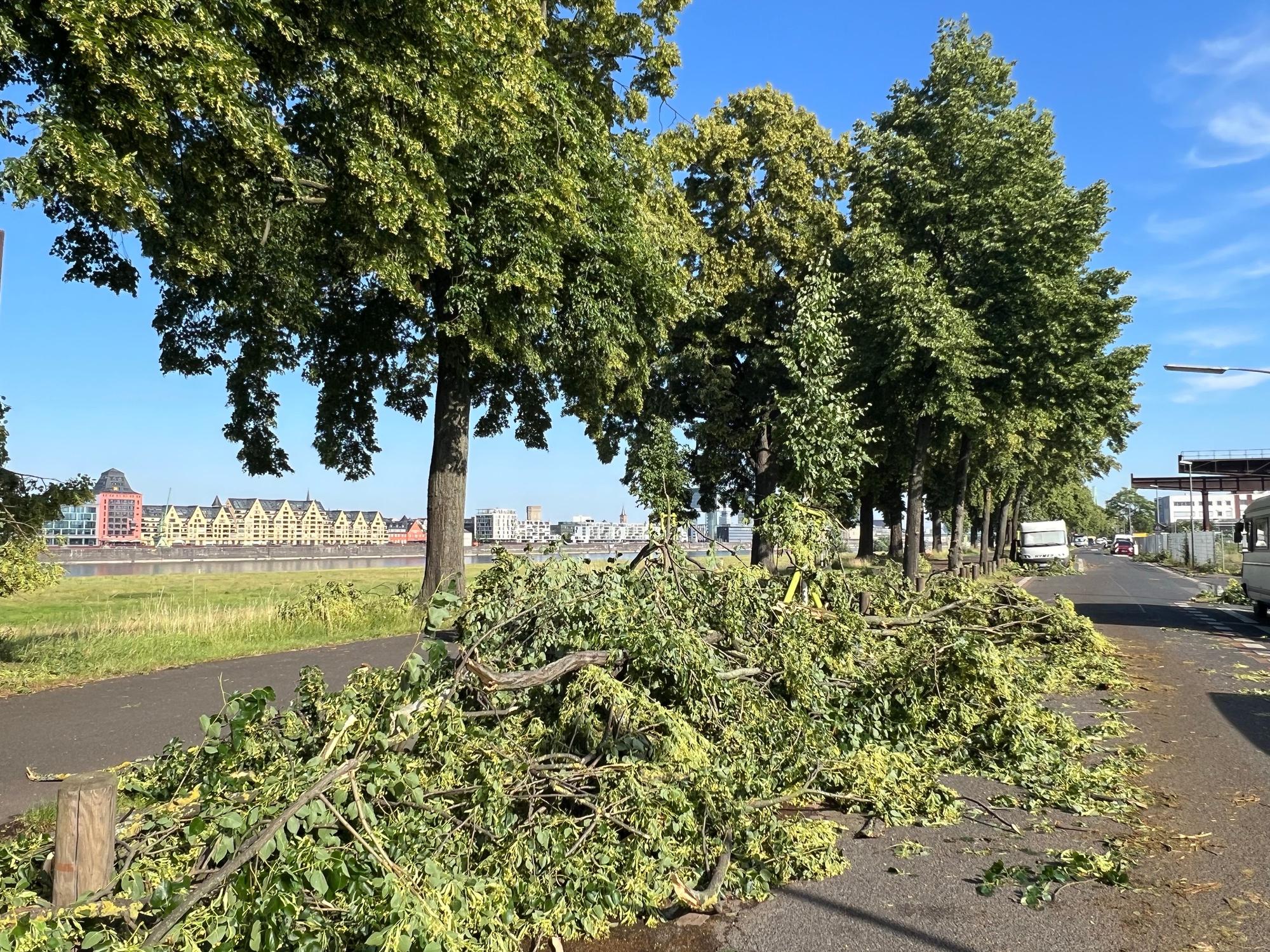 Äste von Bäumen liegen auf einer Straße.