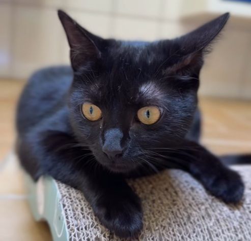 Eine Katze liegt auf einem Untergrund.