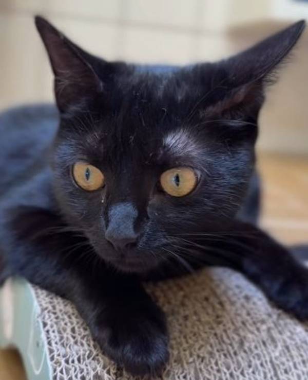 Eine Katze liegt auf einem Untergrund.