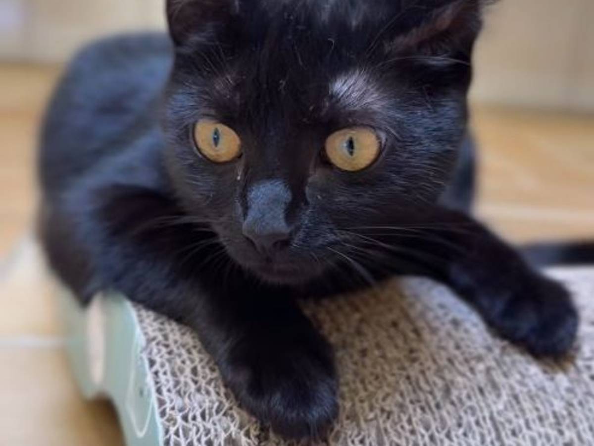 Eine Katze liegt auf einem Untergrund.