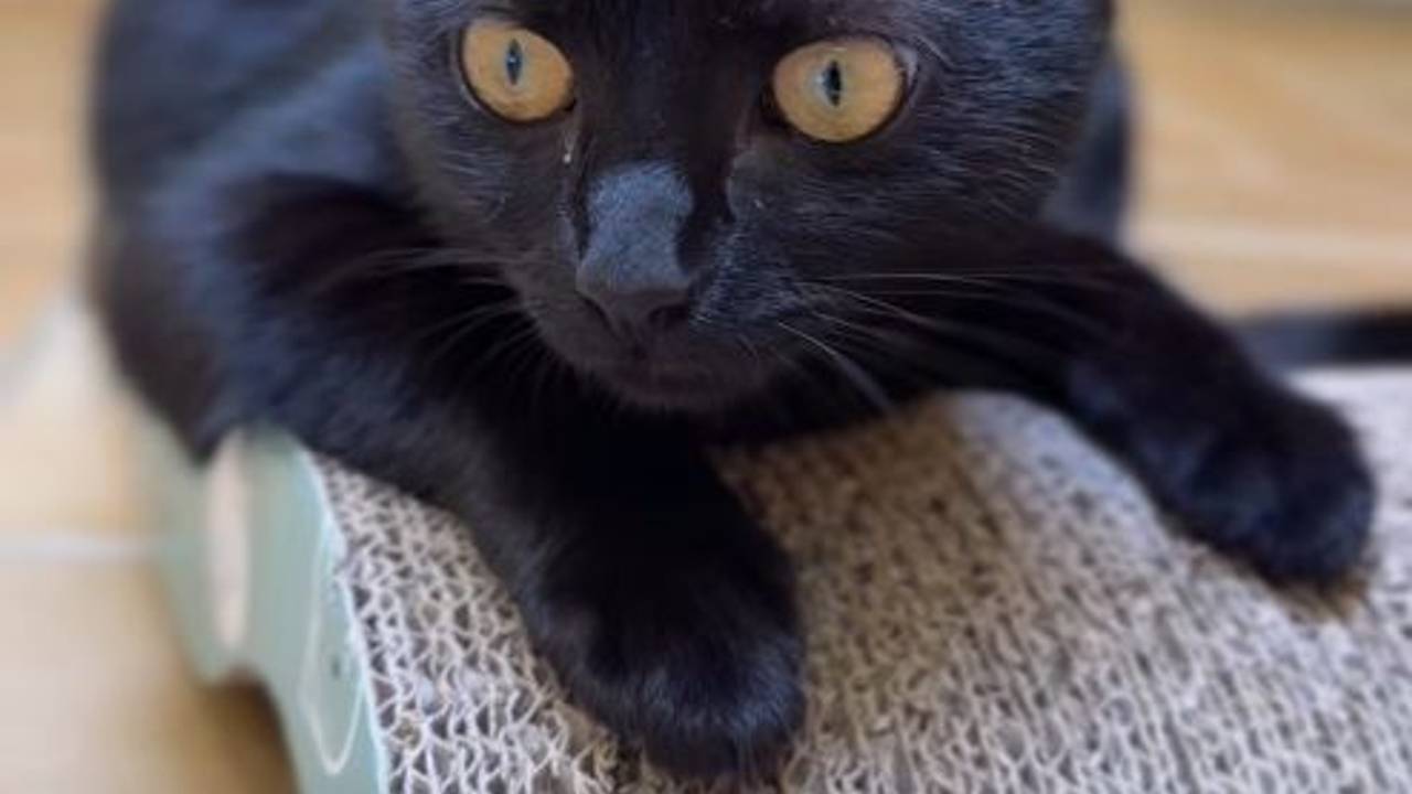 Eine Katze liegt auf einem Untergrund.