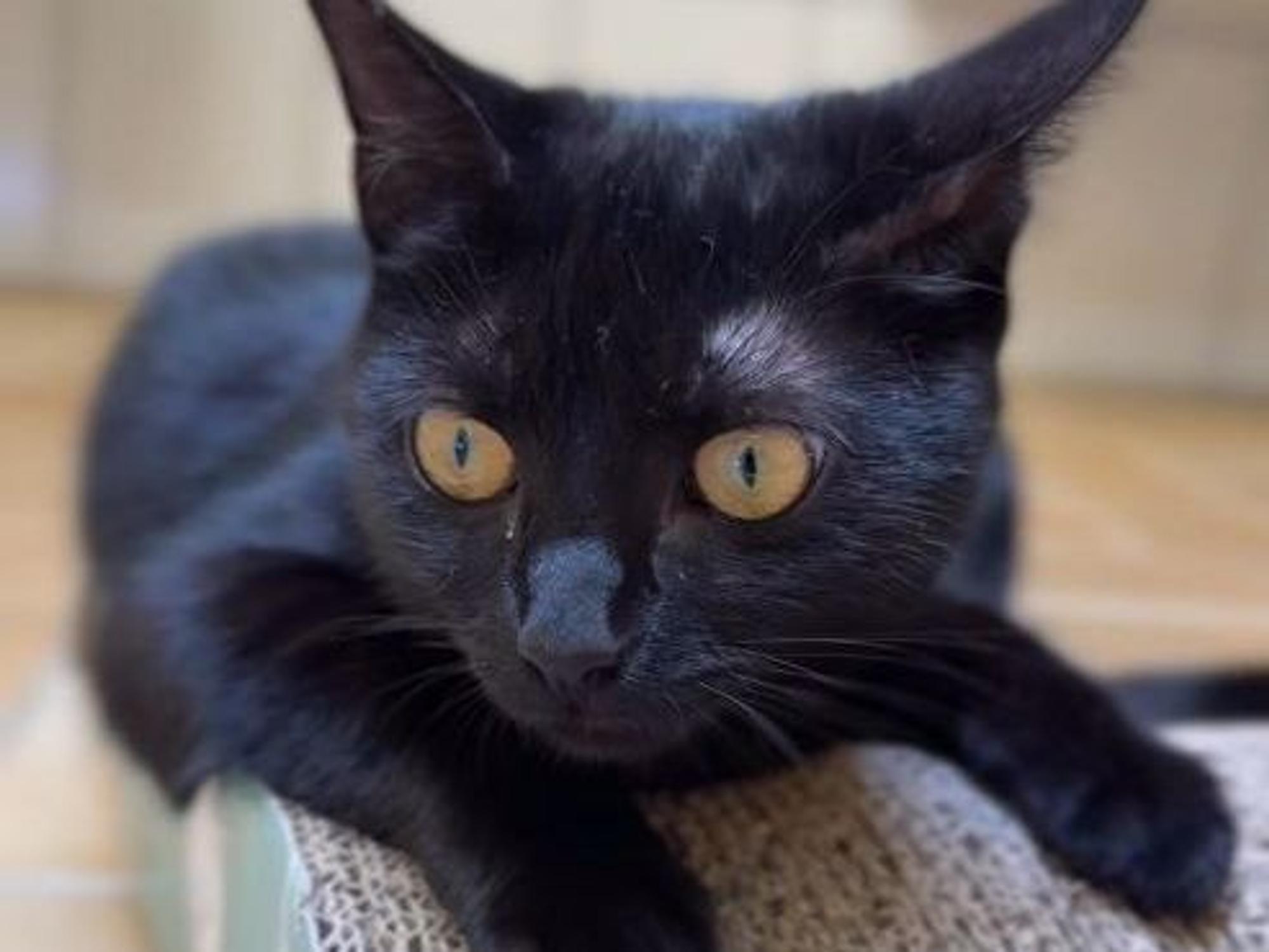 Eine Katze liegt auf einem Untergrund.