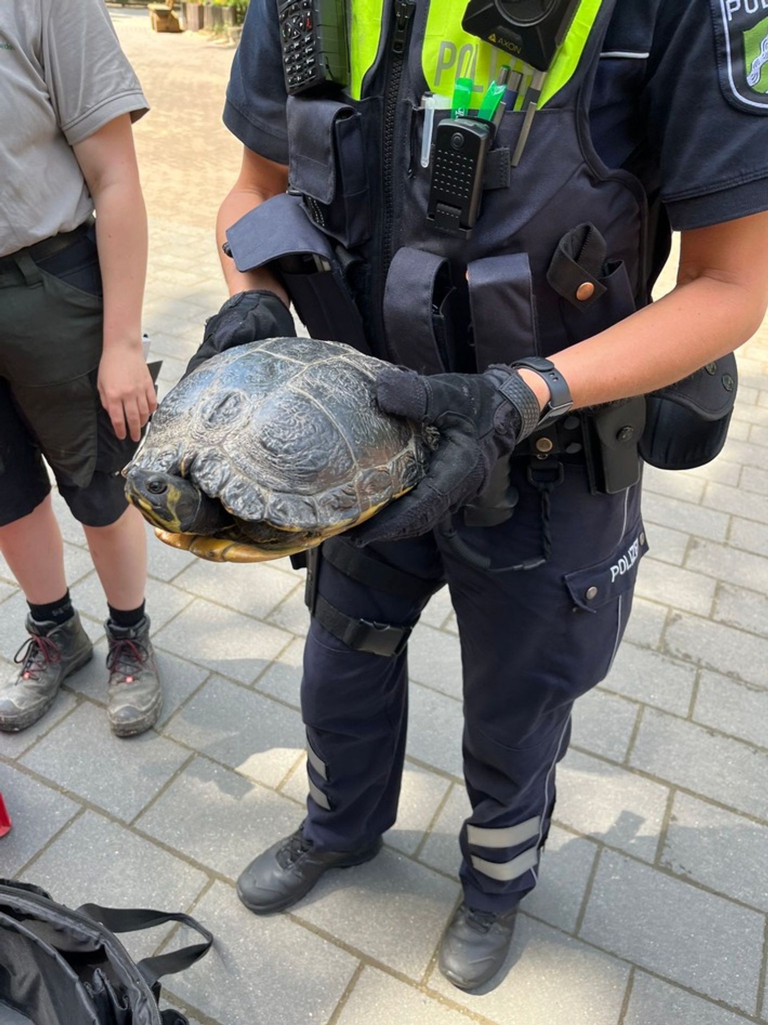 Schildkröte auf Autobahn-Zufahrt