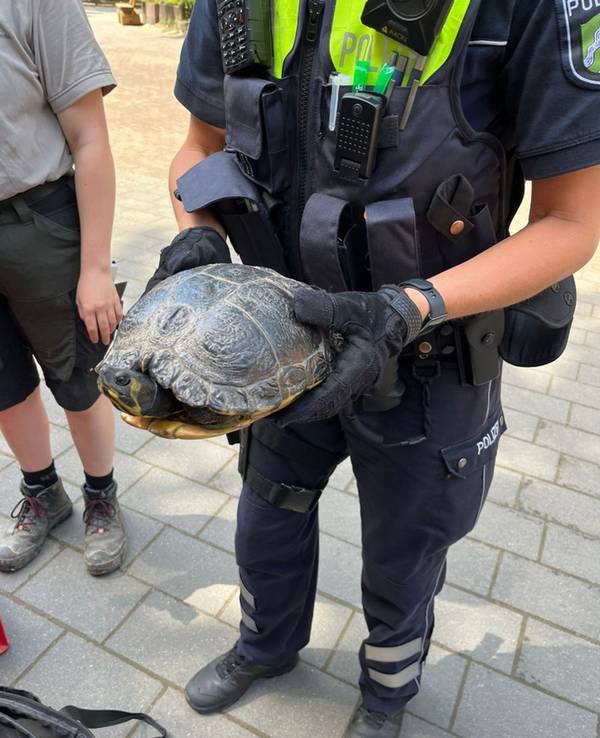 Schildkröte auf Autobahn-Zufahrt