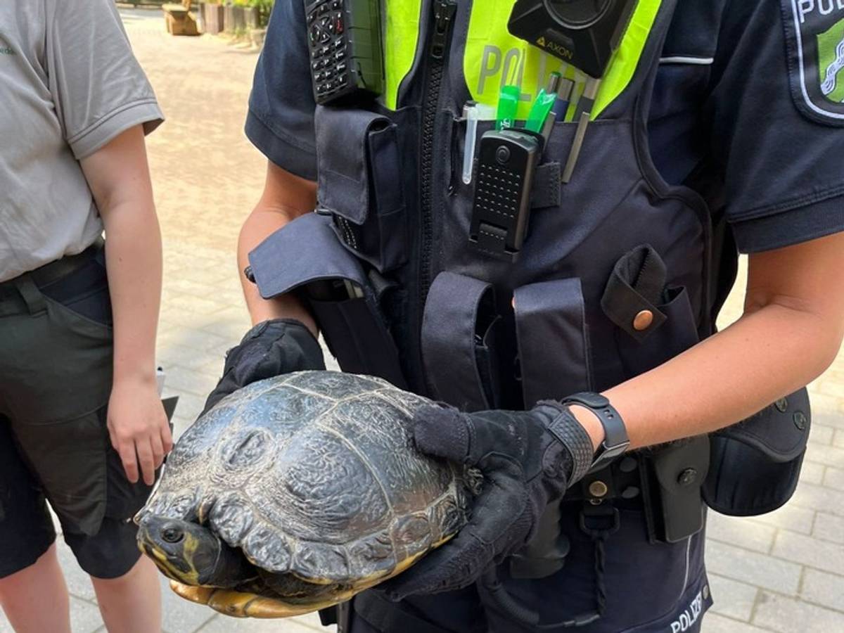 Schildkröte auf Autobahn-Zufahrt