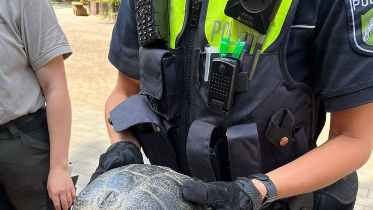 Schildkröte auf Autobahn-Zufahrt
