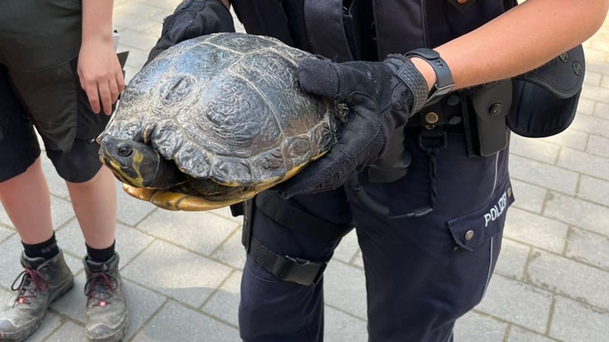 Schildkröte auf Autobahn-Zufahrt