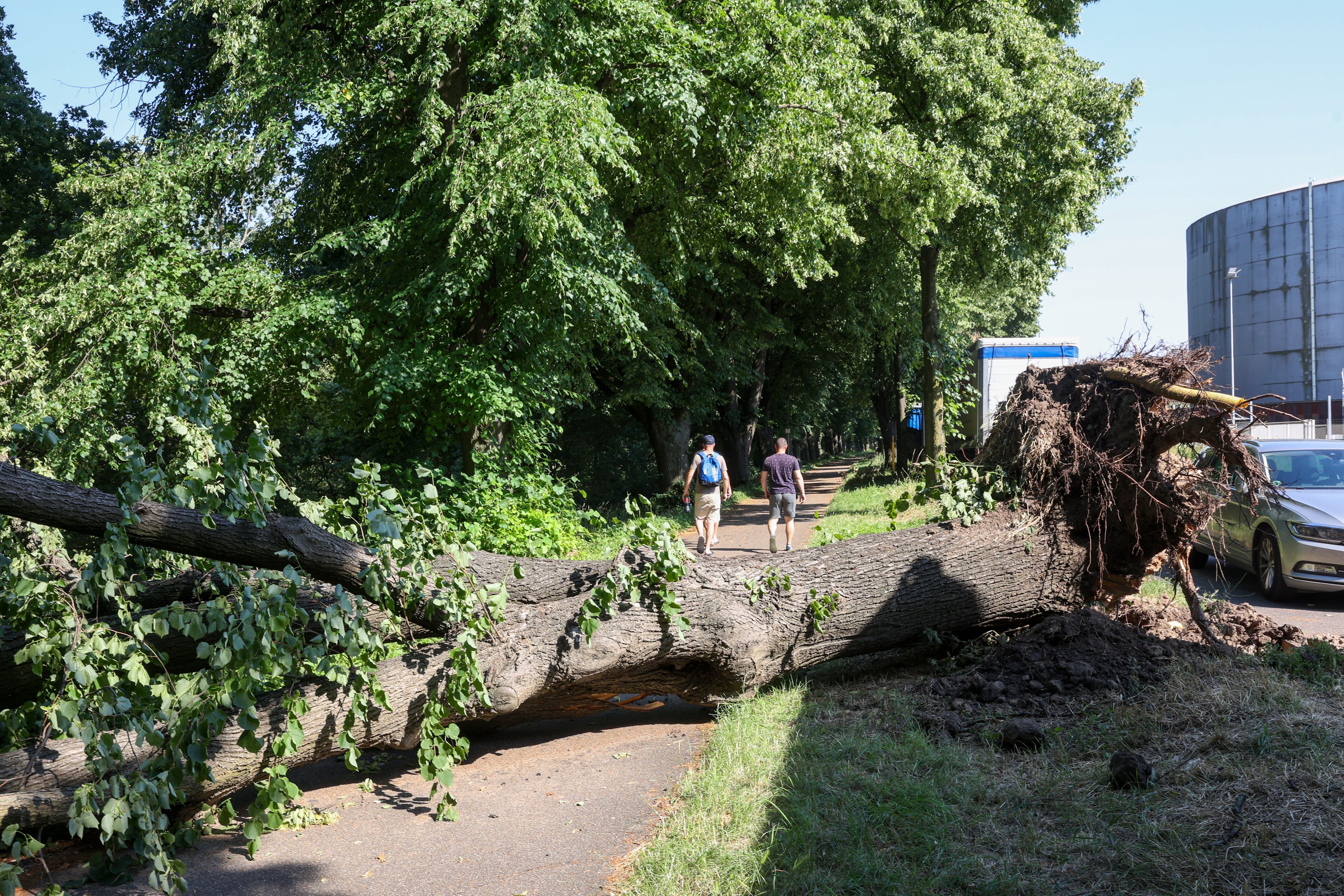 Eine vom Sturm entwurzelte Linde liegt auf dem Fahrrad- und Fußweg am Molenkopf in Niehl.