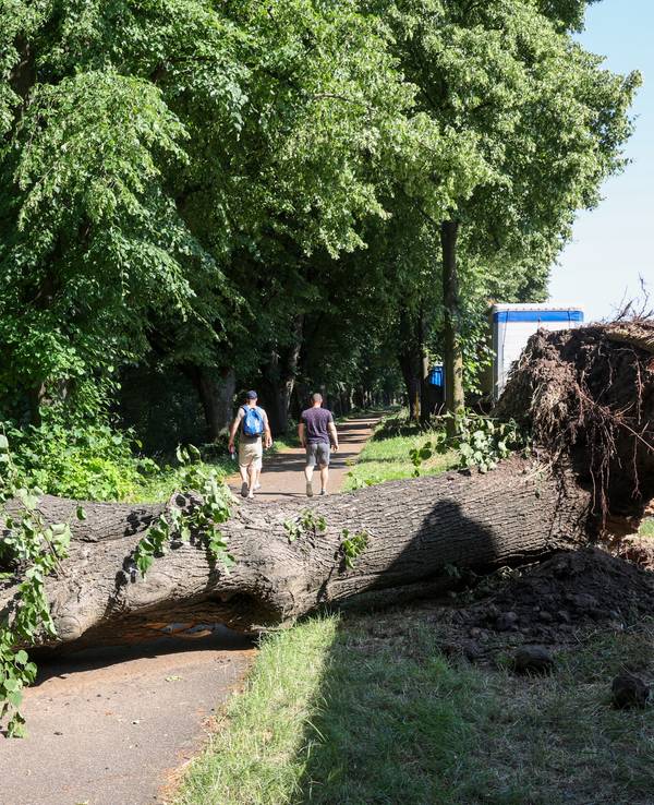 Eine vom Sturm entwurzelte Linde liegt auf dem Fahrrad- und Fußweg am Molenkopf in Niehl.