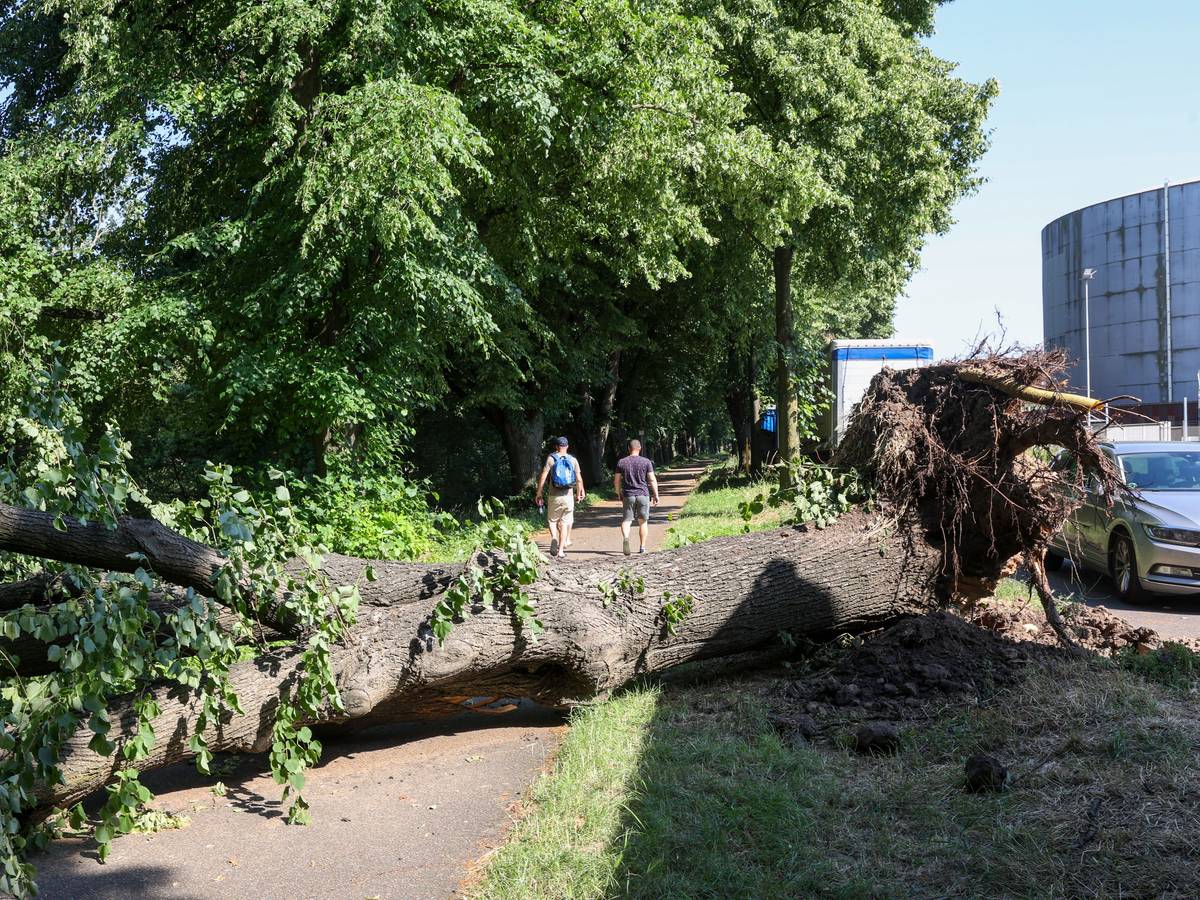 Eine vom Sturm entwurzelte Linde liegt auf dem Fahrrad- und Fußweg am Molenkopf in Niehl.