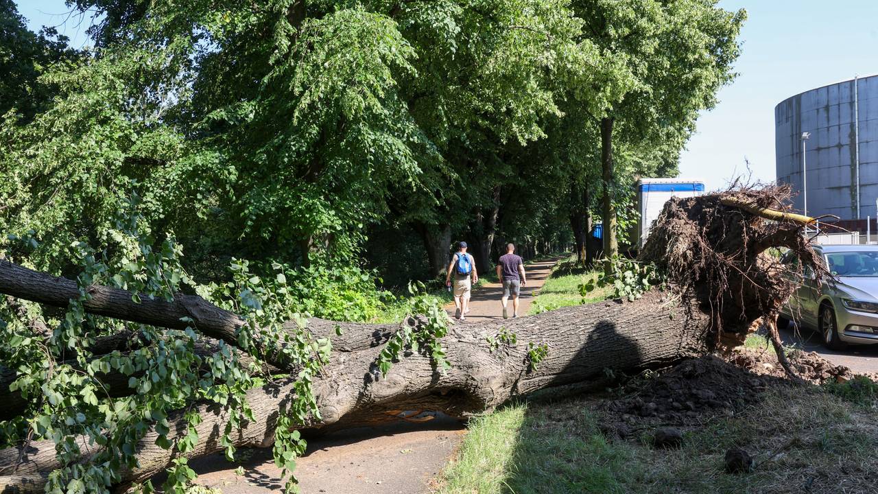 Eine vom Sturm entwurzelte Linde liegt auf dem Fahrrad- und Fußweg am Molenkopf in Niehl.