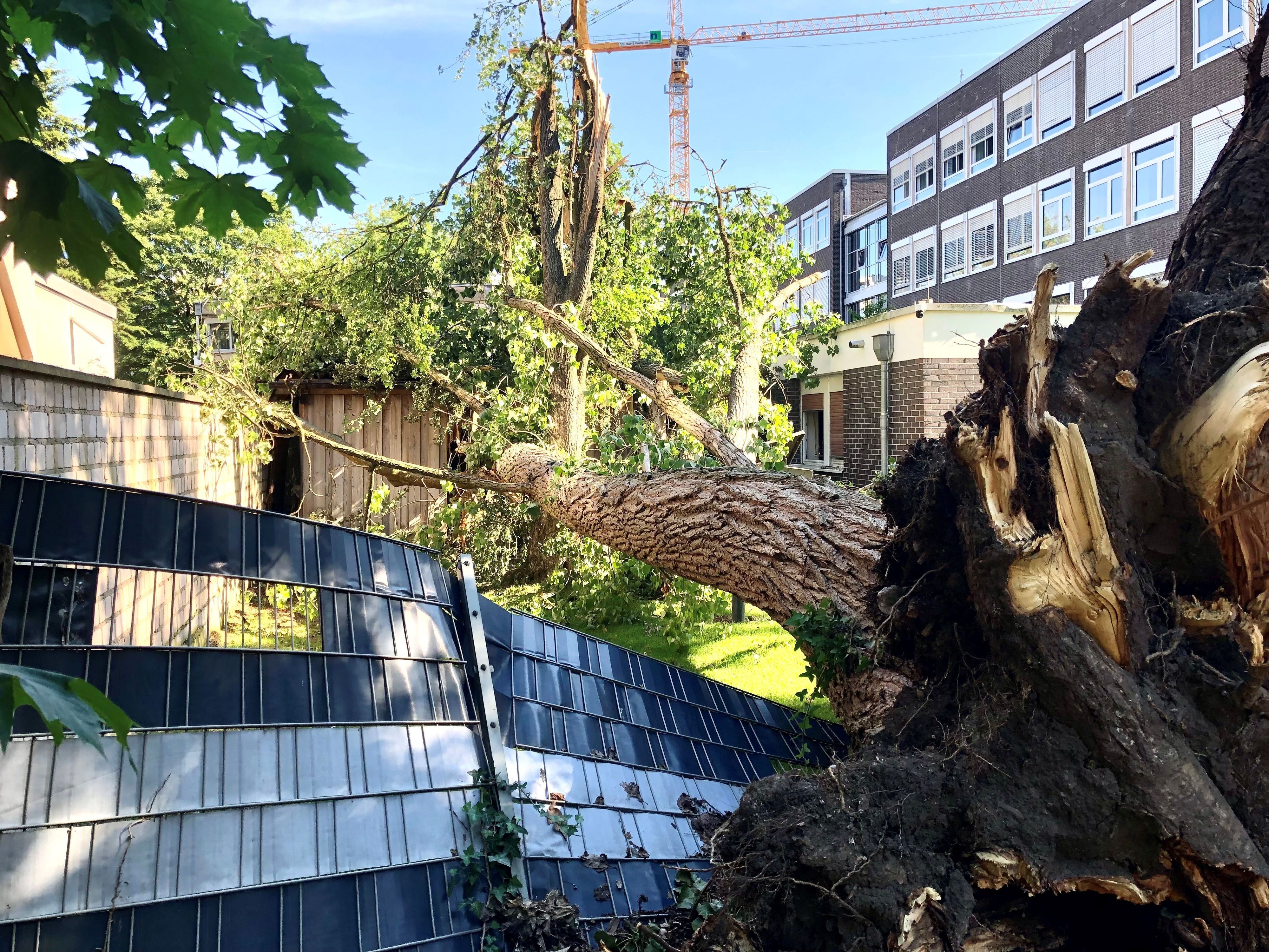 m Barbara-von-Sell-Berufskolleg in Nippes ist bei dem Unwetter am vergangenen Freitag eine Pappel umgestürzt. Ein Zaun und ein Carport mit zwei Autos darin wurden beschädigt.