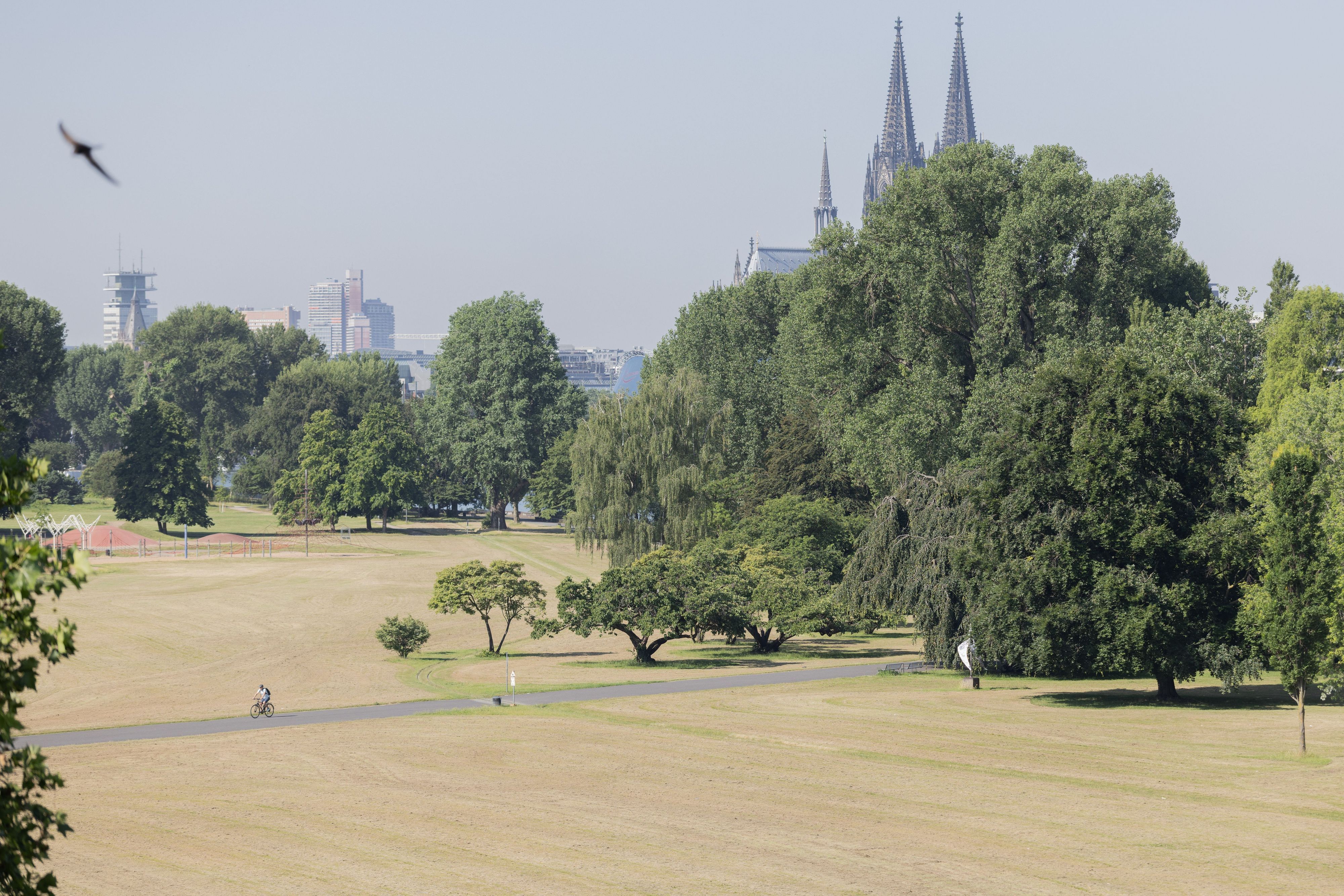Ein Radfahrer fährt bei Hitze durch eine vertrocknete Wiese im Rheinpark.