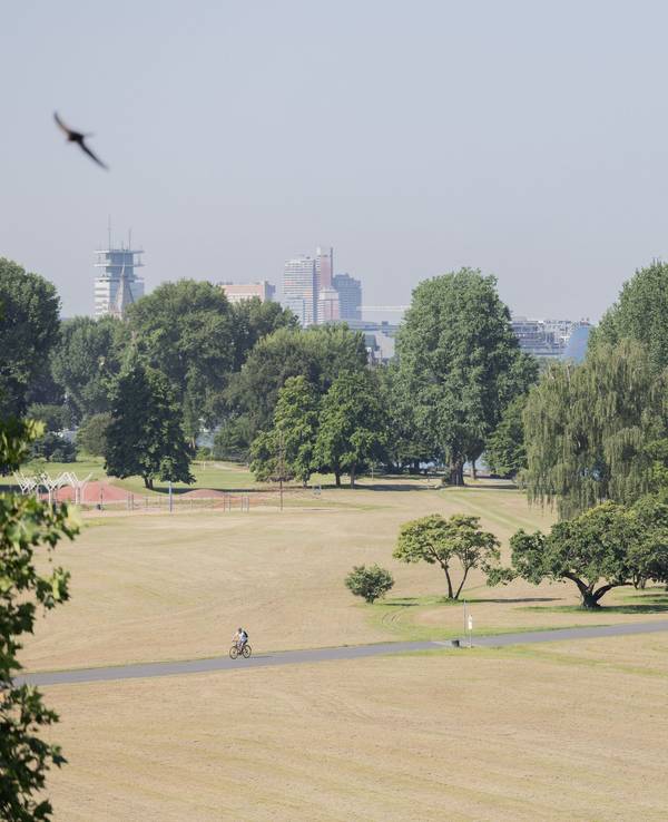 Ein Radfahrer fährt bei Hitze durch eine vertocknete Wiese im Rheinpark.