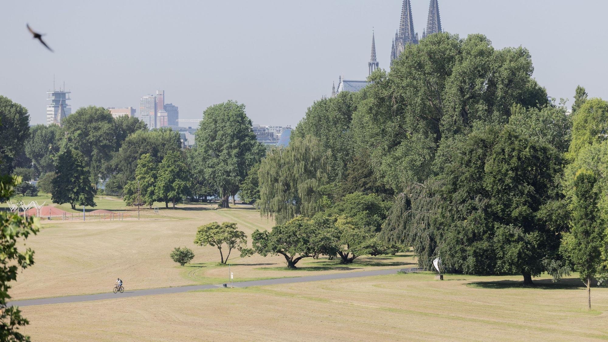 Ein Radfahrer fährt bei Hitze durch eine vertocknete Wiese im Rheinpark.