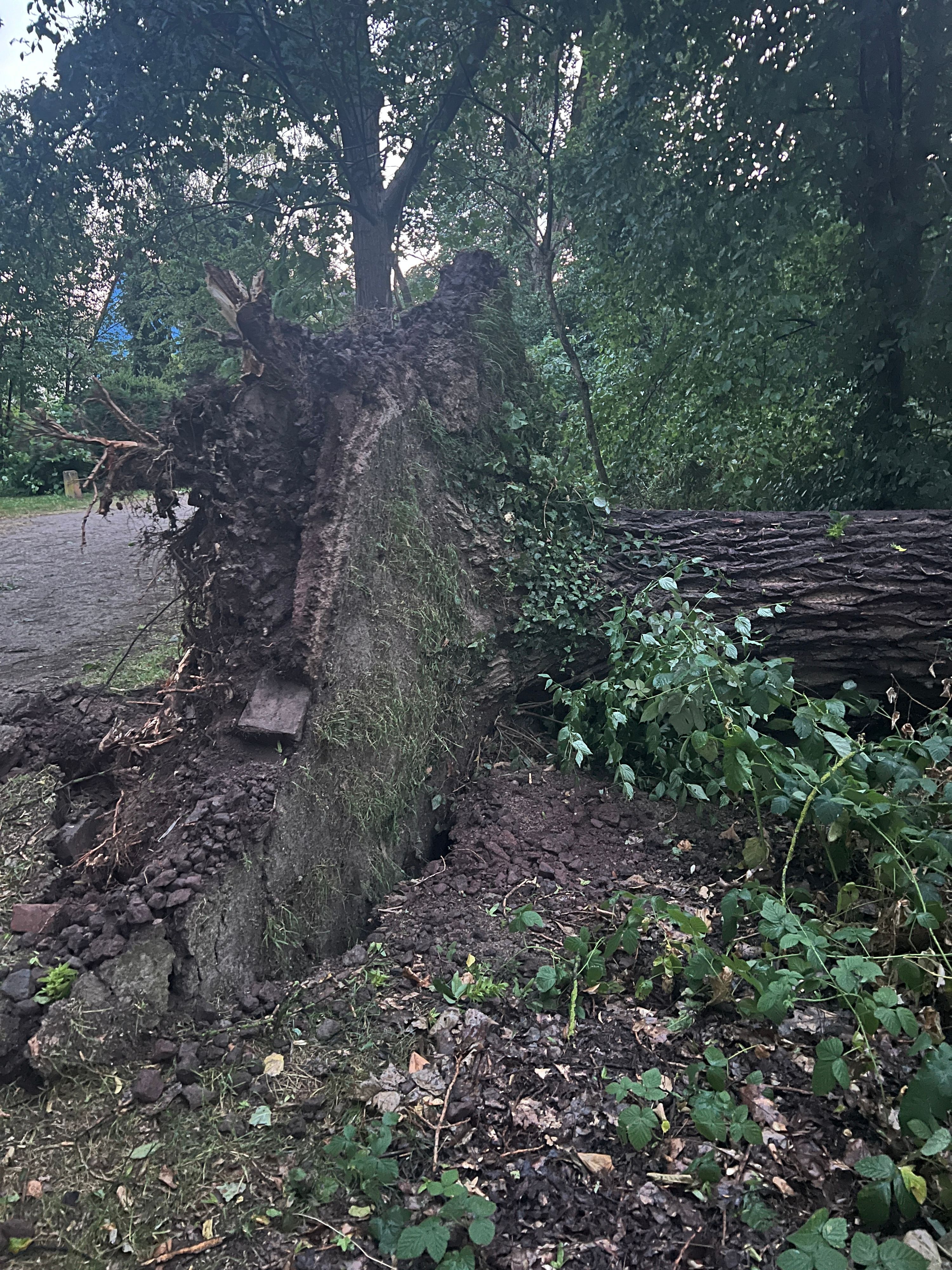 Dieser Baum kippte in der Nacht zu Sonntag in Köln-Rath um.