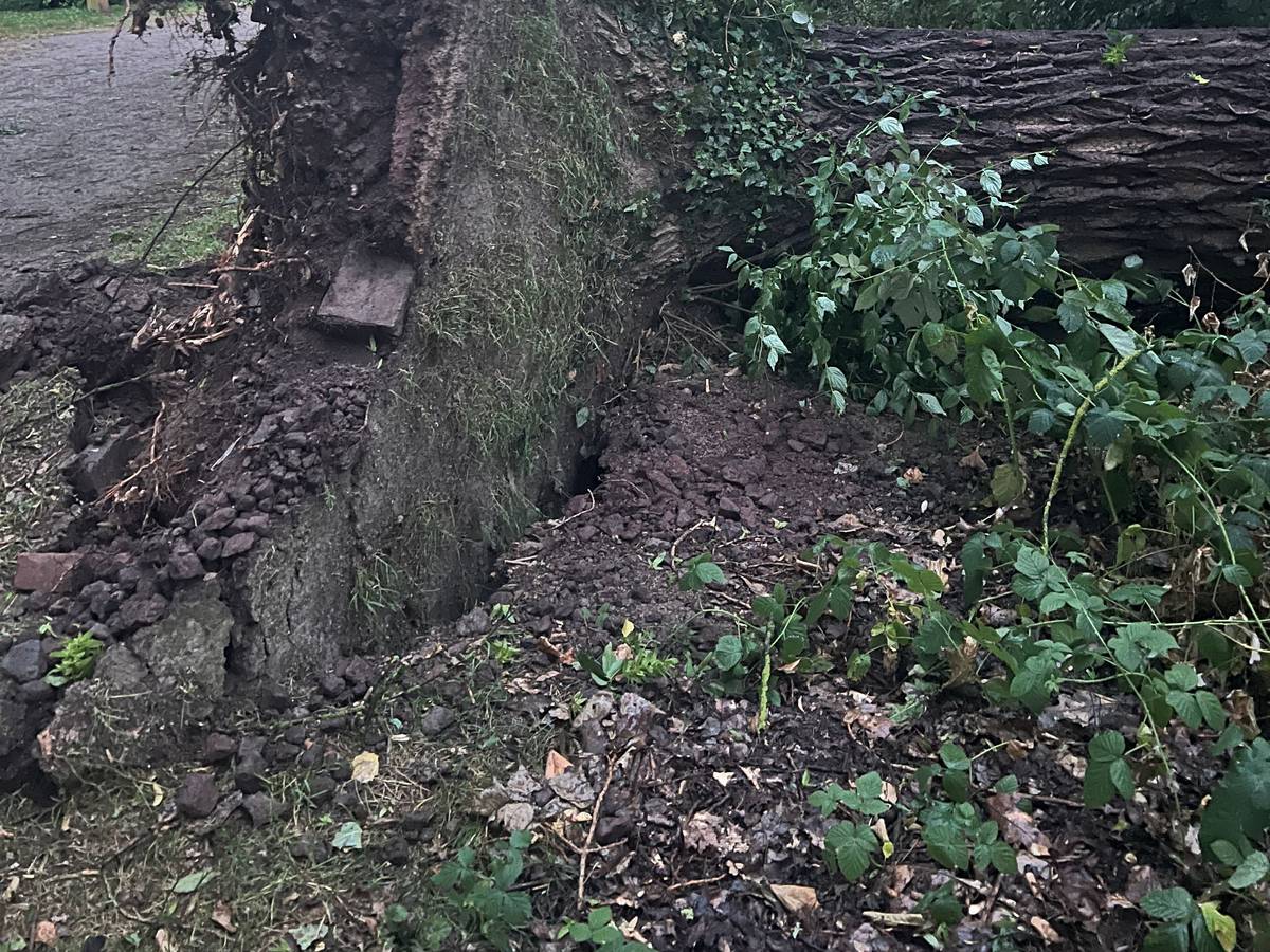 Dieser Baum kippte in der Nacht zu Sonntag in Köln-Rath um.