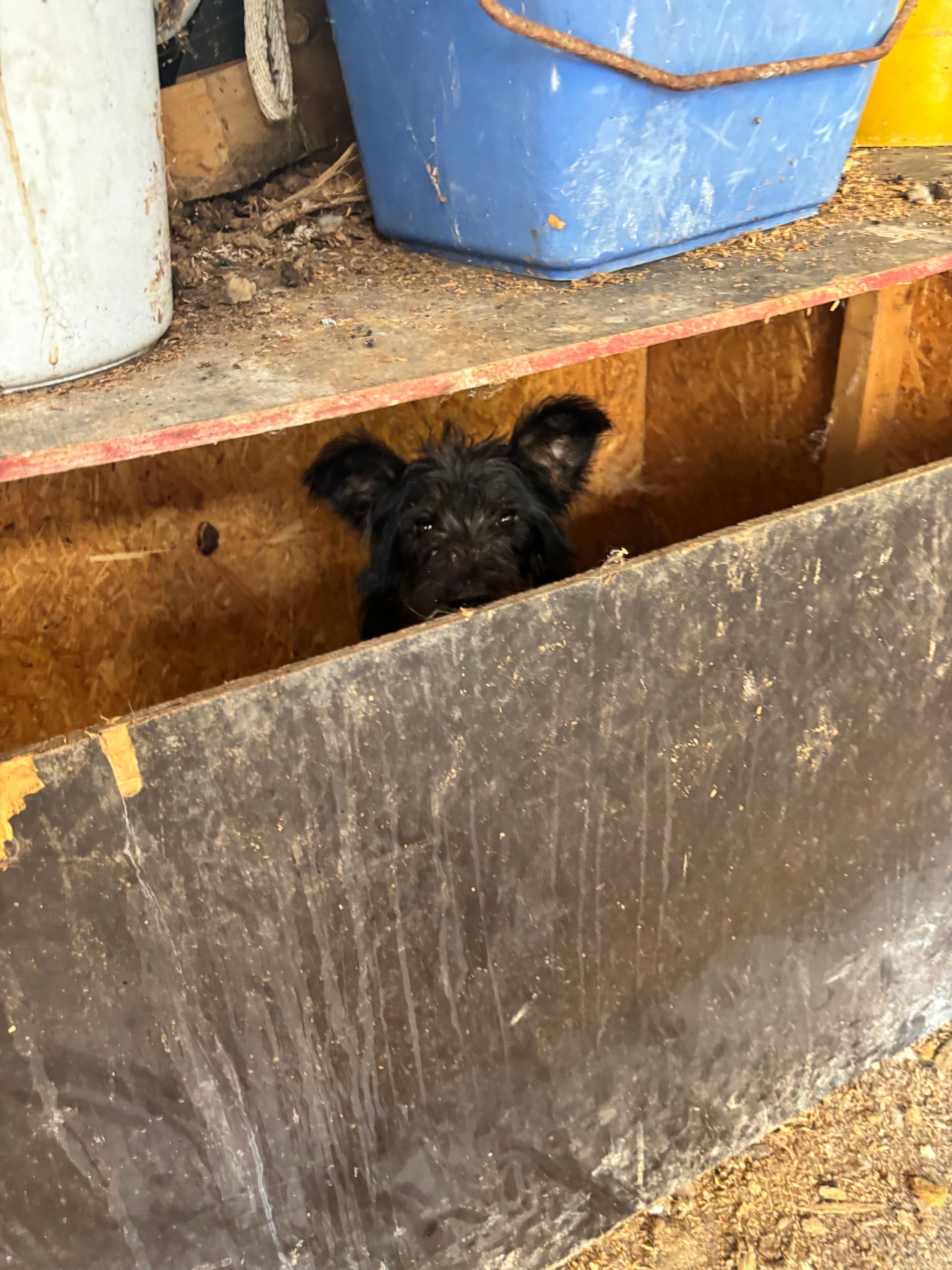 Verängstigt versteckt sich dieser Hund in einem Spalt. Er ist einer von 19 Tieren, die der Verein Team für Tiere Köln und das Tierheim Troisdorf aus einem Messiehaus in Bornheim holten.