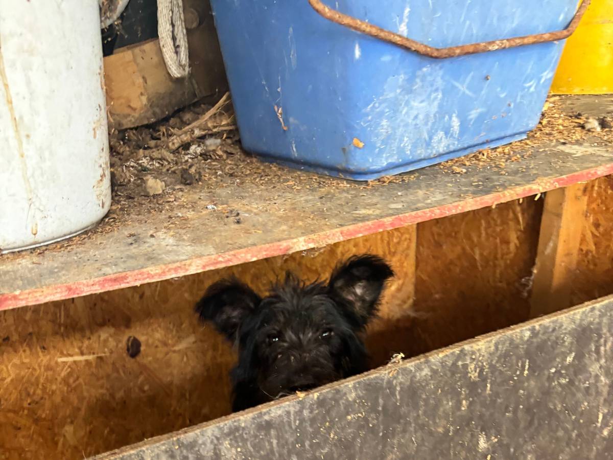 Verängstigt versteckt sich dieser Hund in einem Spalt. Er ist einer von 19 Tieren, die der Verein Team für Tiere Köln und das Tierheim Troisdorf aus einem Messiehaus in Bornheim holten.