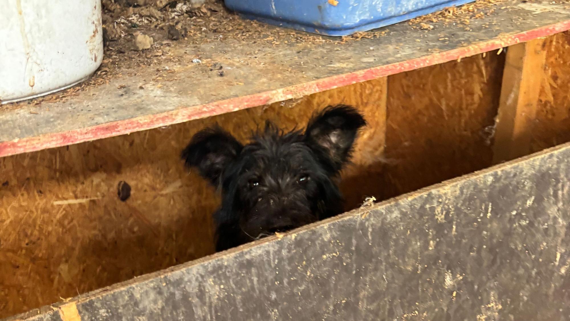 Verängstigt versteckt sich dieser Hund in einem Spalt. Er ist einer von 19 Tieren, die der Verein Team für Tiere Köln und das Tierheim Troisdorf aus einem Messiehaus in Bornheim holten.