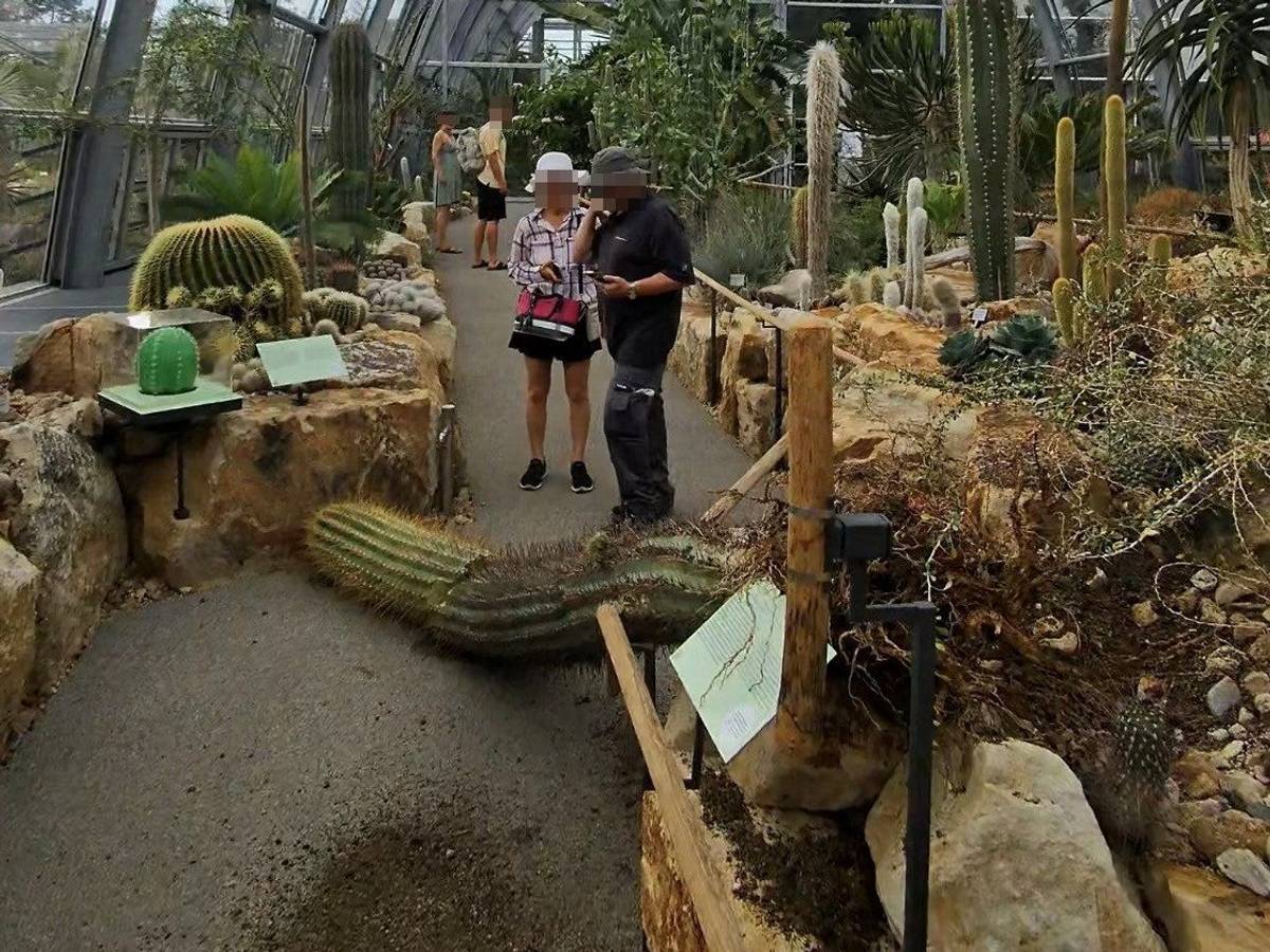 Ein riesiger Säulenkaktus ist im neu eröffneten Wüstenhaus der Kölner Flora umgekippt.