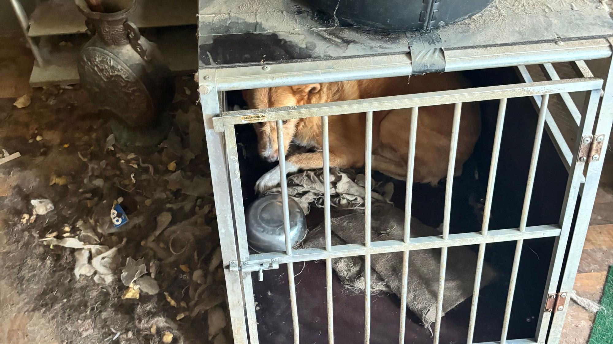 Mehrere Hunde waren ohne Wasser und Futter in Boxen eingesperrt.