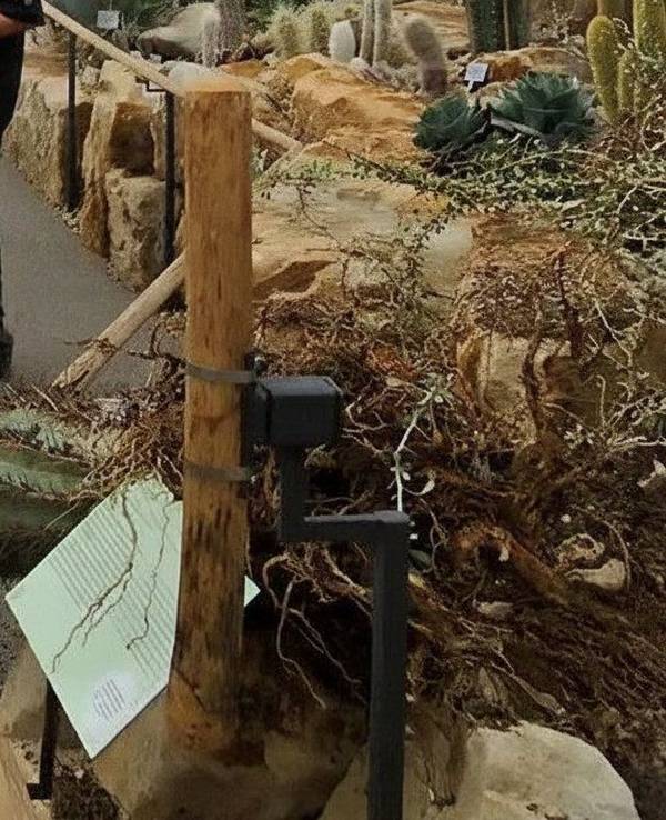 Ein riesiger Säulenkaktus ist im neu eröffneten Wüstenhaus der Kölner Flora umgekippt.