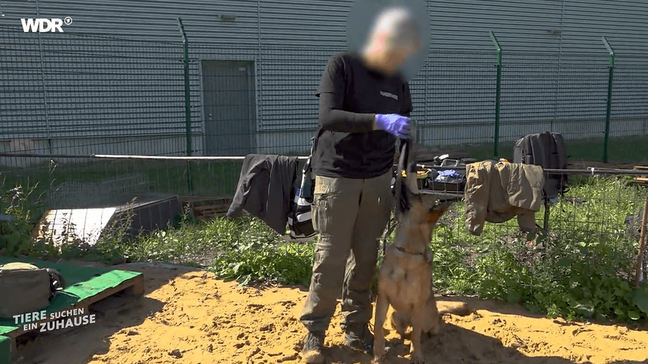Hundeführerin Desiree und Ted werden im November bei „Tiere suchen ein Zuhause” vorgestellt.