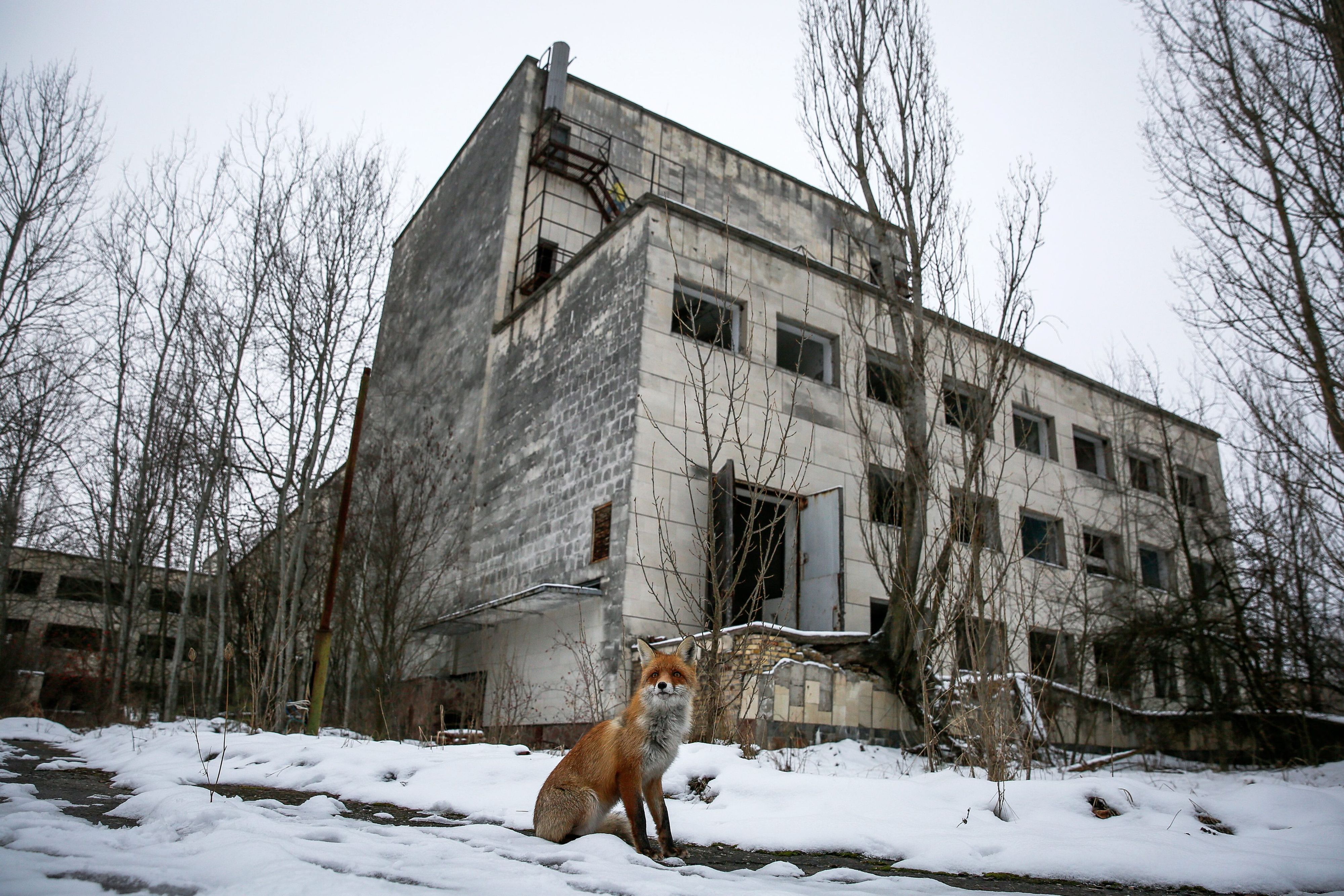 Ein wilder Fuchs sitzt vor einem verlassenen Gebäude.