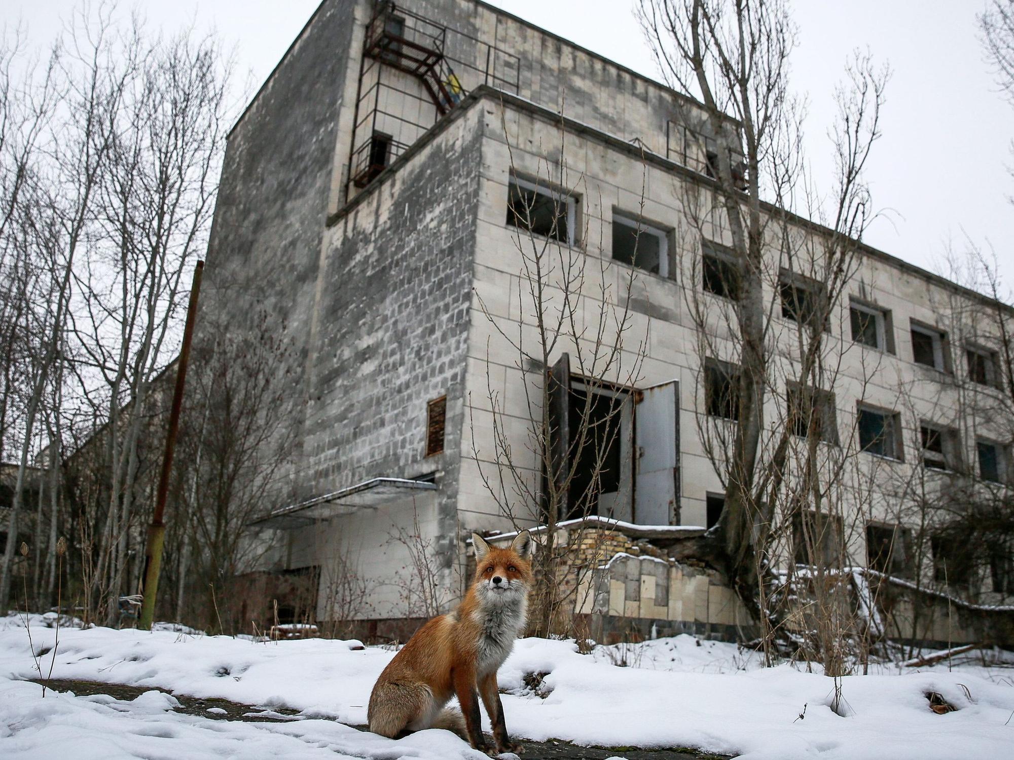 Ein wilder Fuchs sitzt vor einem verlassenen Gebäude.