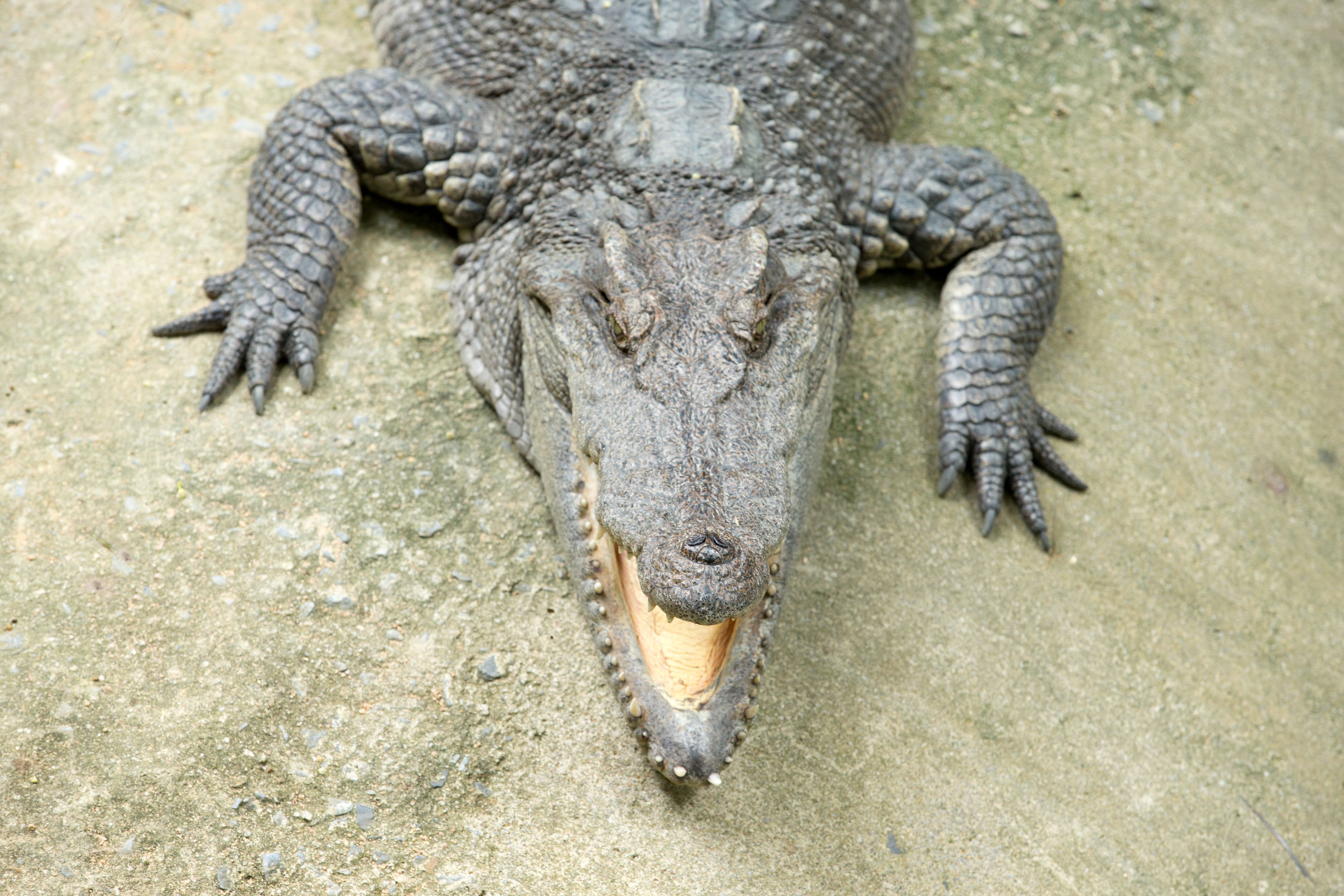 Nahaufnahme Alligator